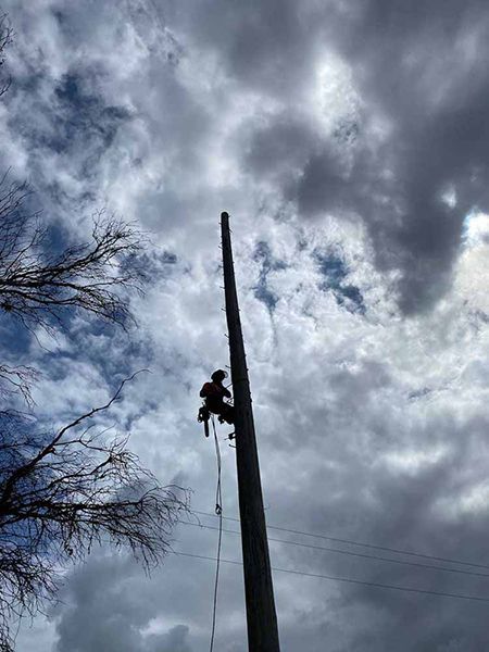 A Man Is Climbing a Tall Pole with A Rope — Burnett Trees in Kiama, NSW