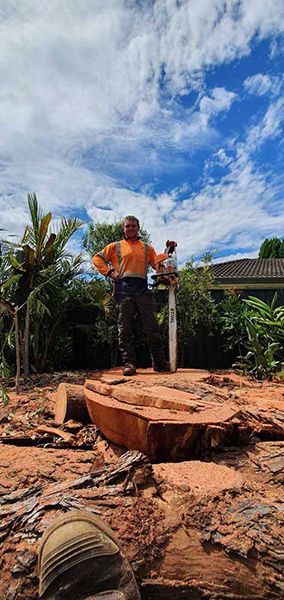 A Man Is Cutting a Tree Stump with A Chainsaw — Burnett Trees in Kiama, NSW