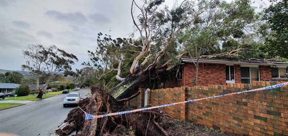 A Large Tree Has Fallen on Top of A Brick House — Burnett Trees in Kiama, NSW