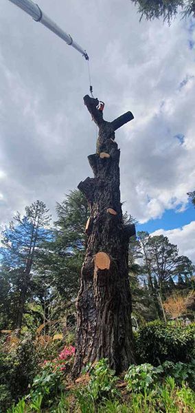 A Man Is Cutting Down a Tree with A Crane — Burnett Trees in Kiama, NSW