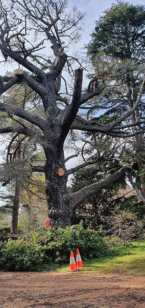 A Large Tree with Many Branches Is Being Cut Down in A Park — Burnett Trees in Kiama, NSW