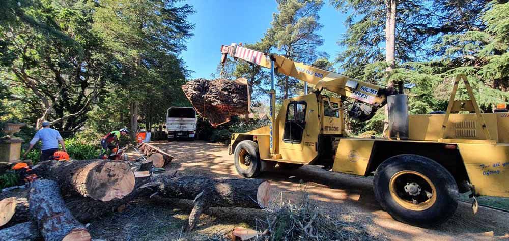 A Yellow Truck Is Driving Down a Dirt Road Next to A Pile of Logs — Burnett Trees in Kiama, NSW