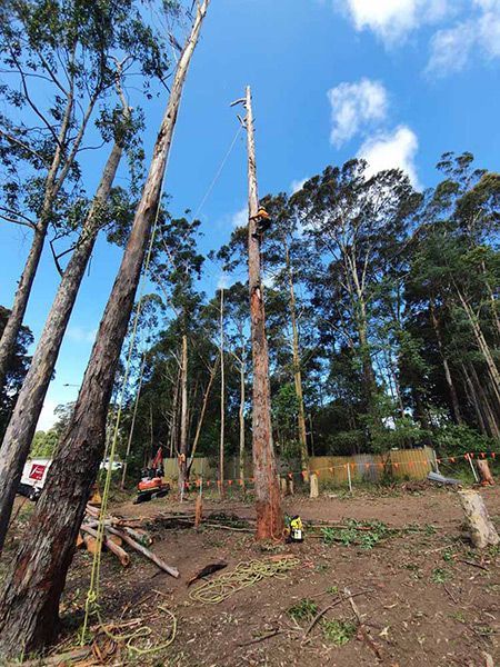 A Group of Trees Are Being Cut Down in A Forest — Burnett Trees in Kiama, NSW