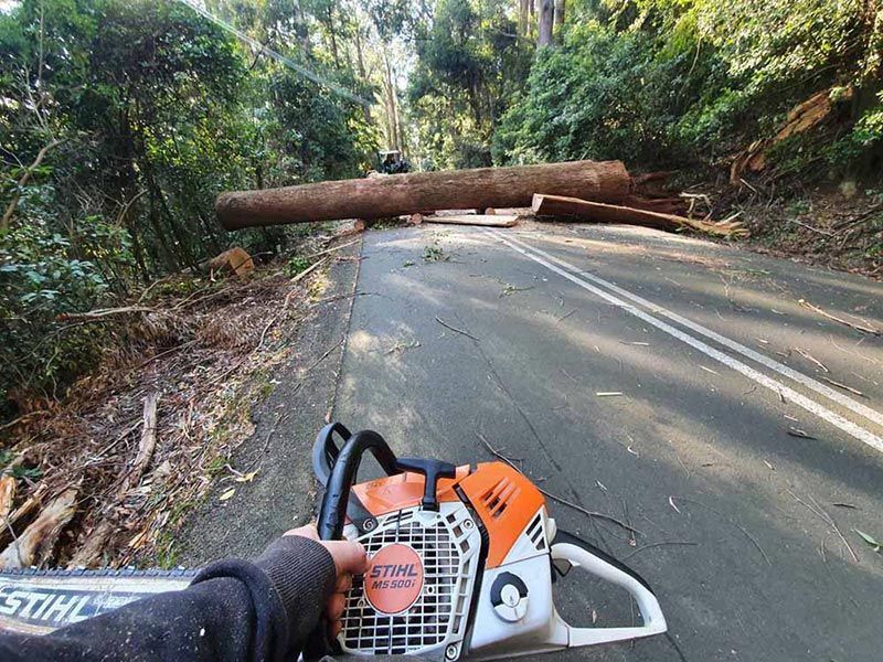 A Person Is Using a Chainsaw to Cut a Tree on The Side of A Road — Burnett Trees in Kiama, NSW