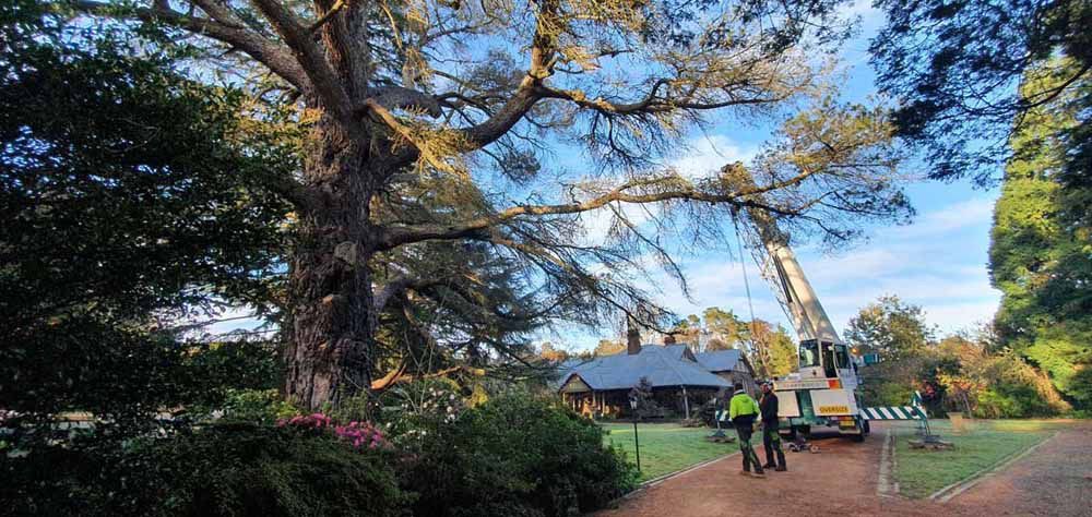 A Crane Is Cutting a Tree in Front of A House — Burnett Trees in Kiama, NSW