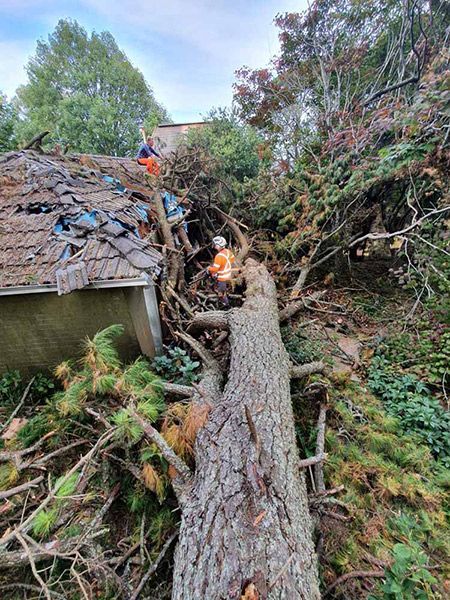A Large Tree Is Fallen on Top of A House — Burnett Trees in Kiama, NSW