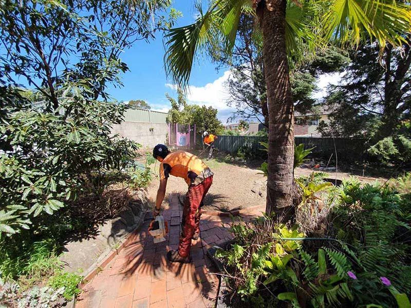 A Man Is Kneeling in A Garden Next to A Palm Tree — Burnett Trees in Kiama, NSW