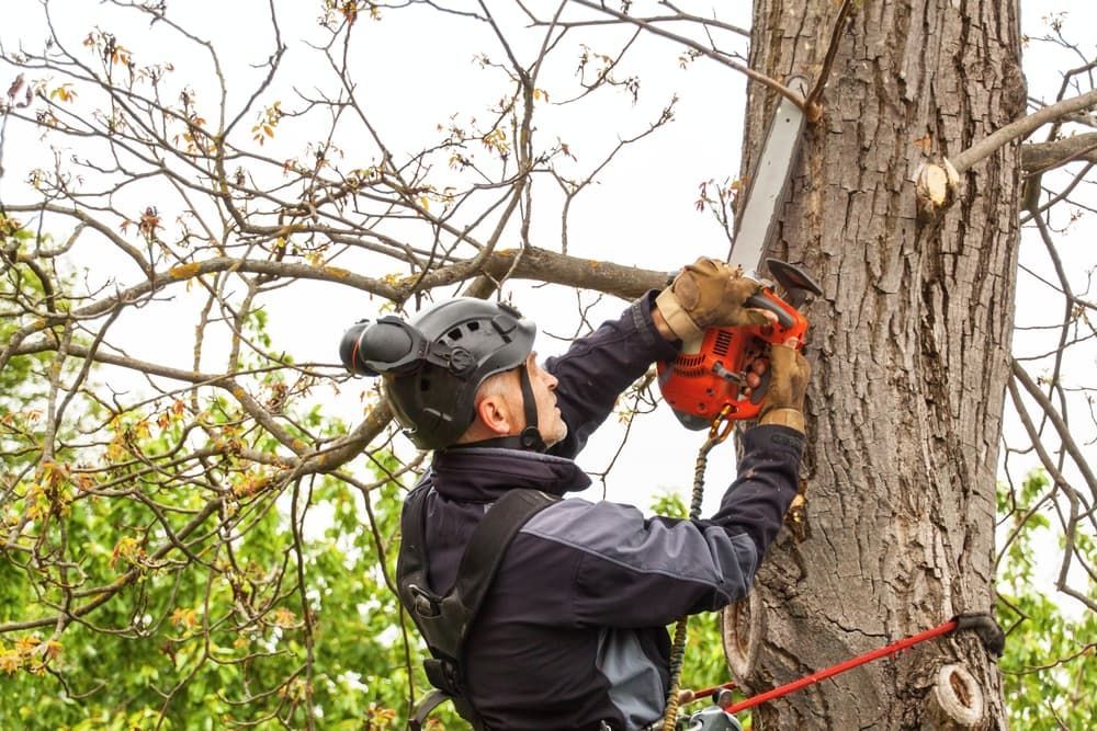 A Man Is Cutting a Tree with A Chainsaw — Burnett Trees in Kiama, NSW