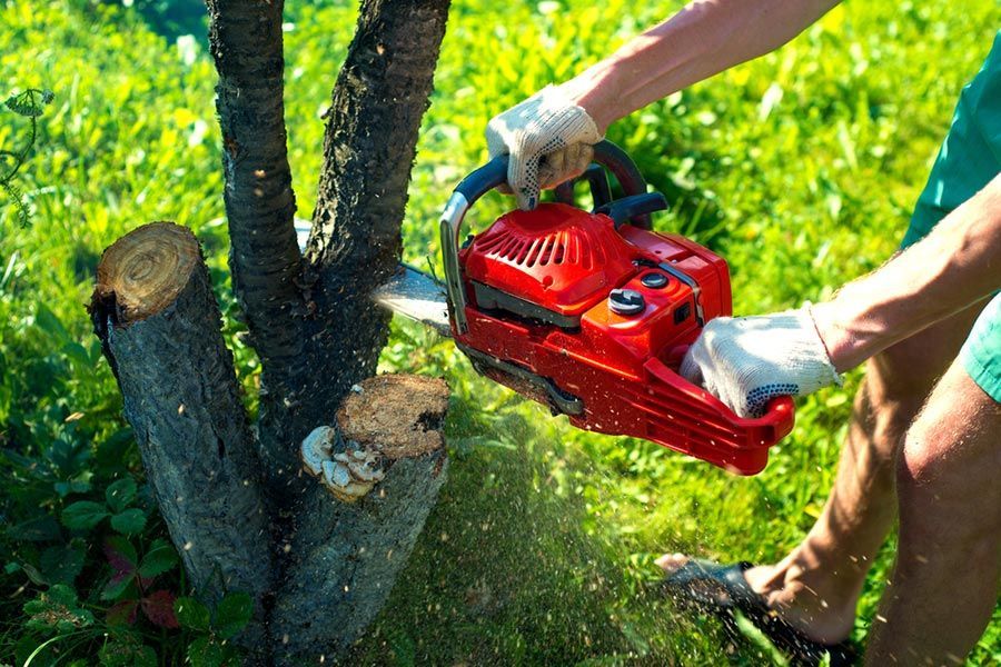 A Person Is Cutting a Tree with A Chainsaw — Burnett Trees in Wollongong, NSW