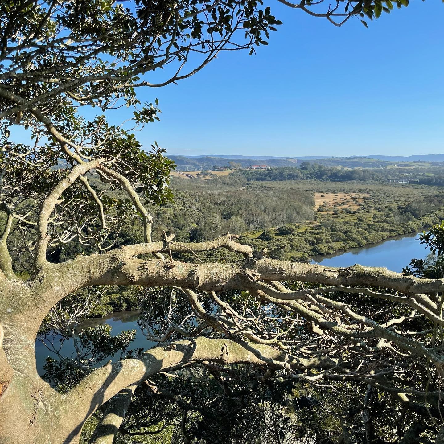 Overlooking a River and Forested Landscape From a Tree With Outstretched Branches