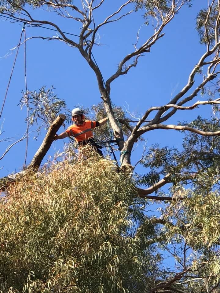 A Reliable Arborist Cutting A Tree