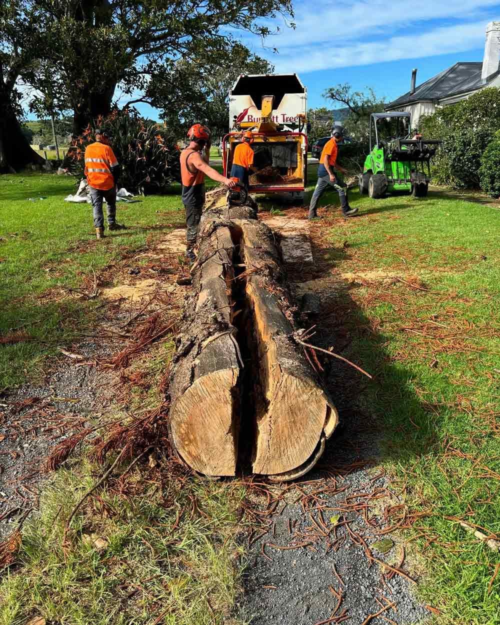 Arborist Cutting A Tree