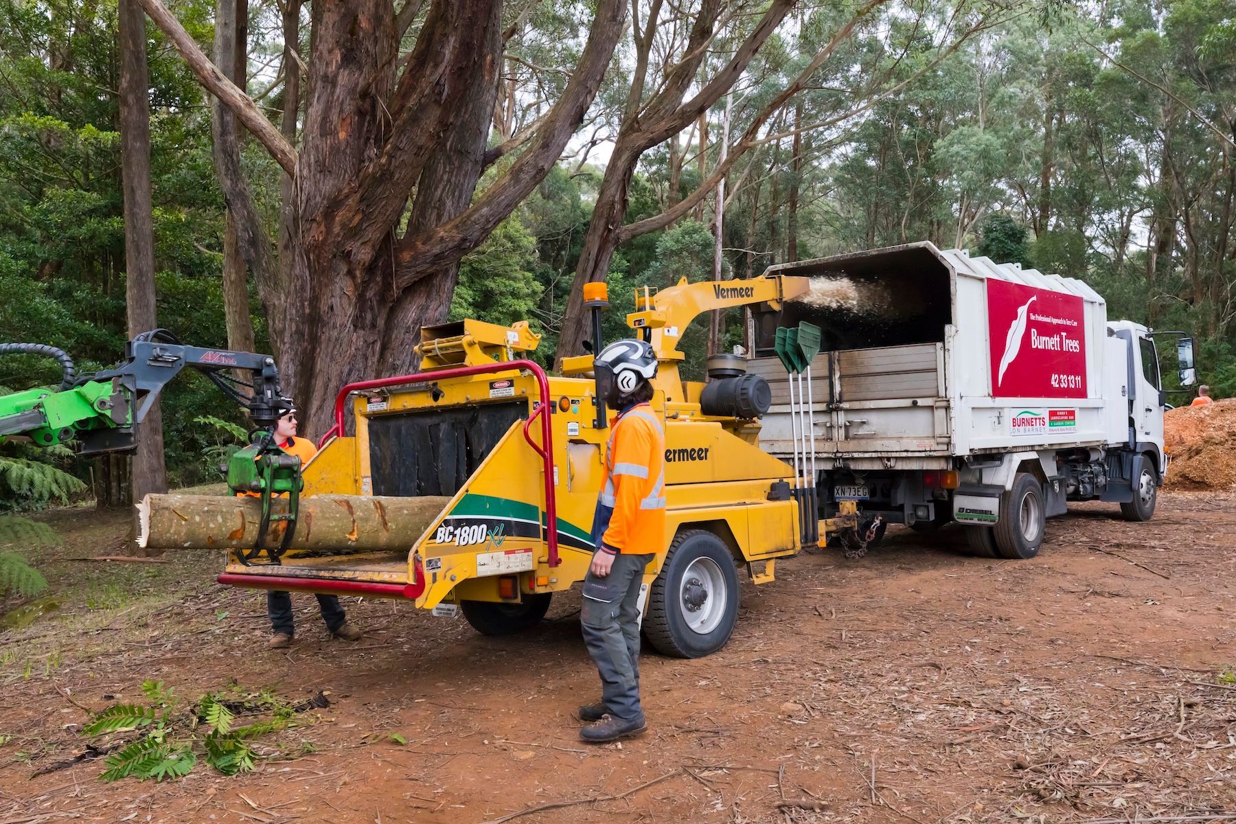 Looking up At a Tree with A Blue Sky in The Background — Burnett Trees in Gerringong, NSW