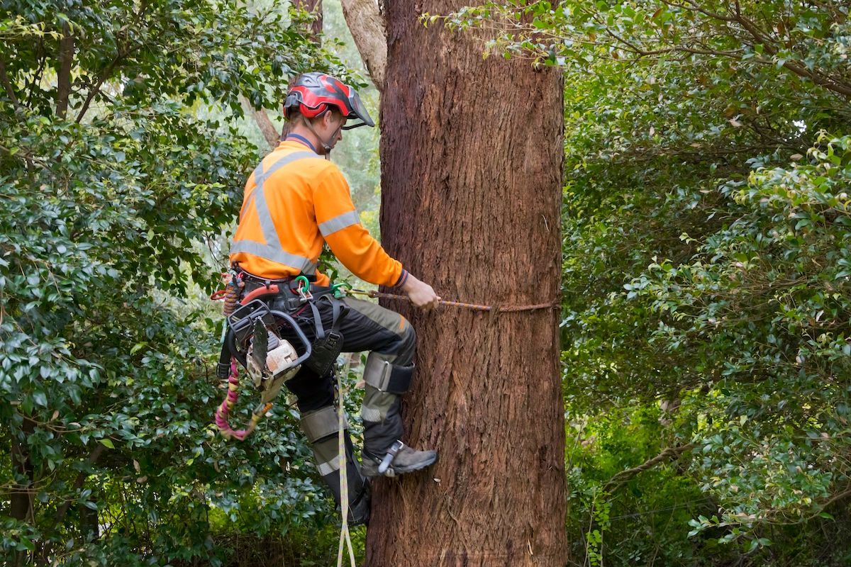 A Man Is Climbing a Tree in A Forest — Burnett Trees in Wollongong, NSW