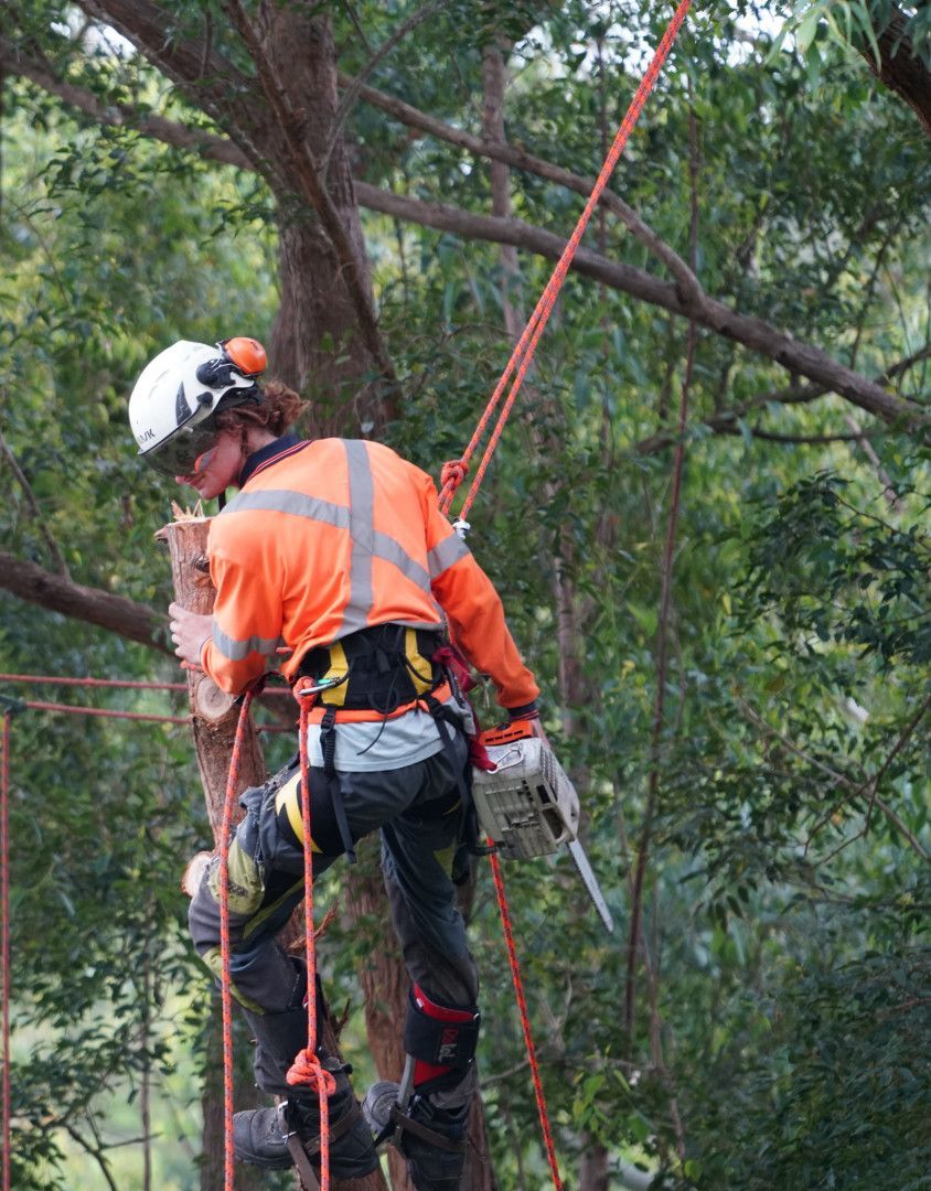 A Person On A Tree Is Holding A Chainsaw — Burnett Trees in Kiama, NSW
