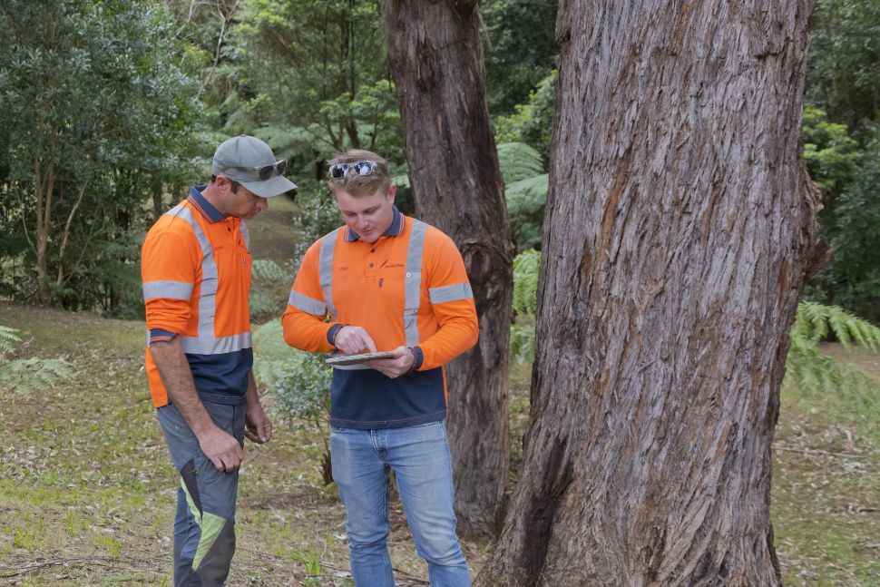 Two Men In Orange Hi Vis Standing Next To A Tree — Burnett Trees in Kiama, NSW
