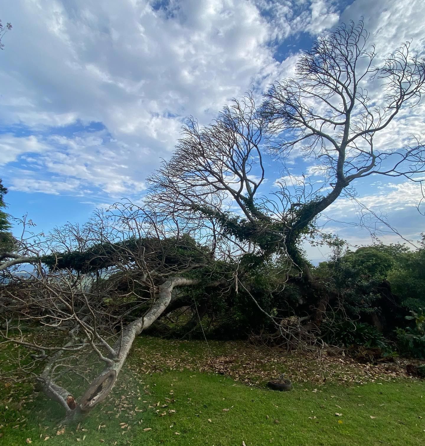 A Large Dead Tree In An Open Space
