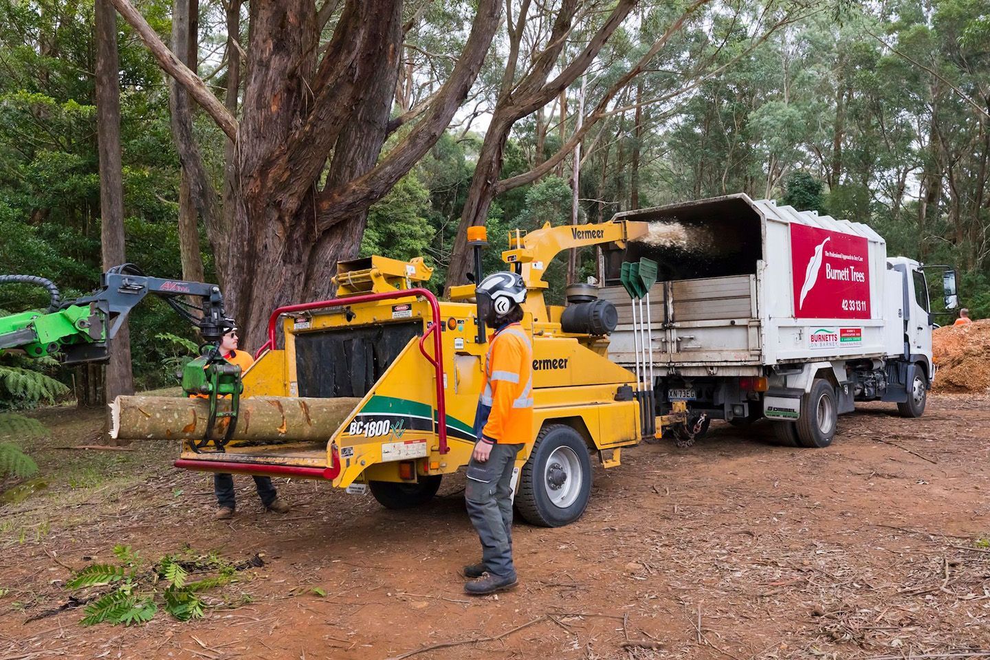 Professional Arborist Team Using A Wood Chipper To Process Logs