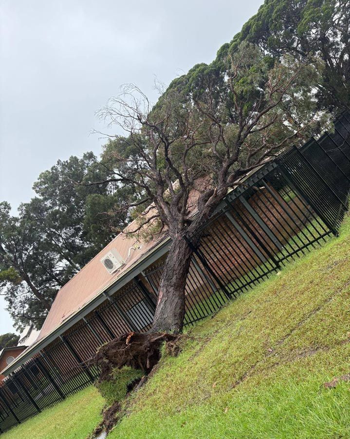 Fallen Tree in The Backyard
