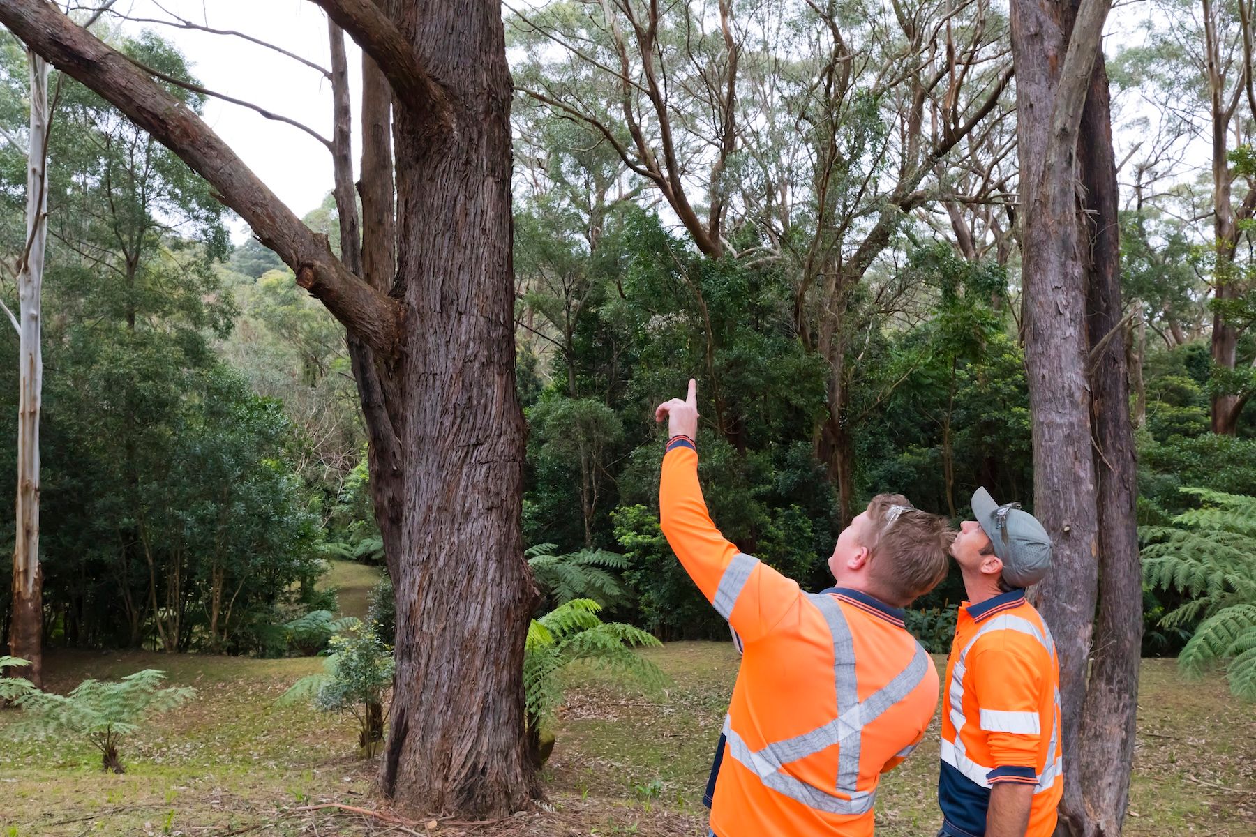 tree removal Wollongong