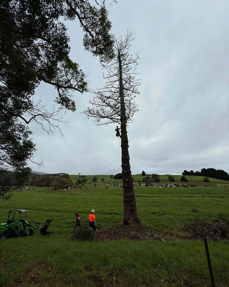 Pine Tree Removal