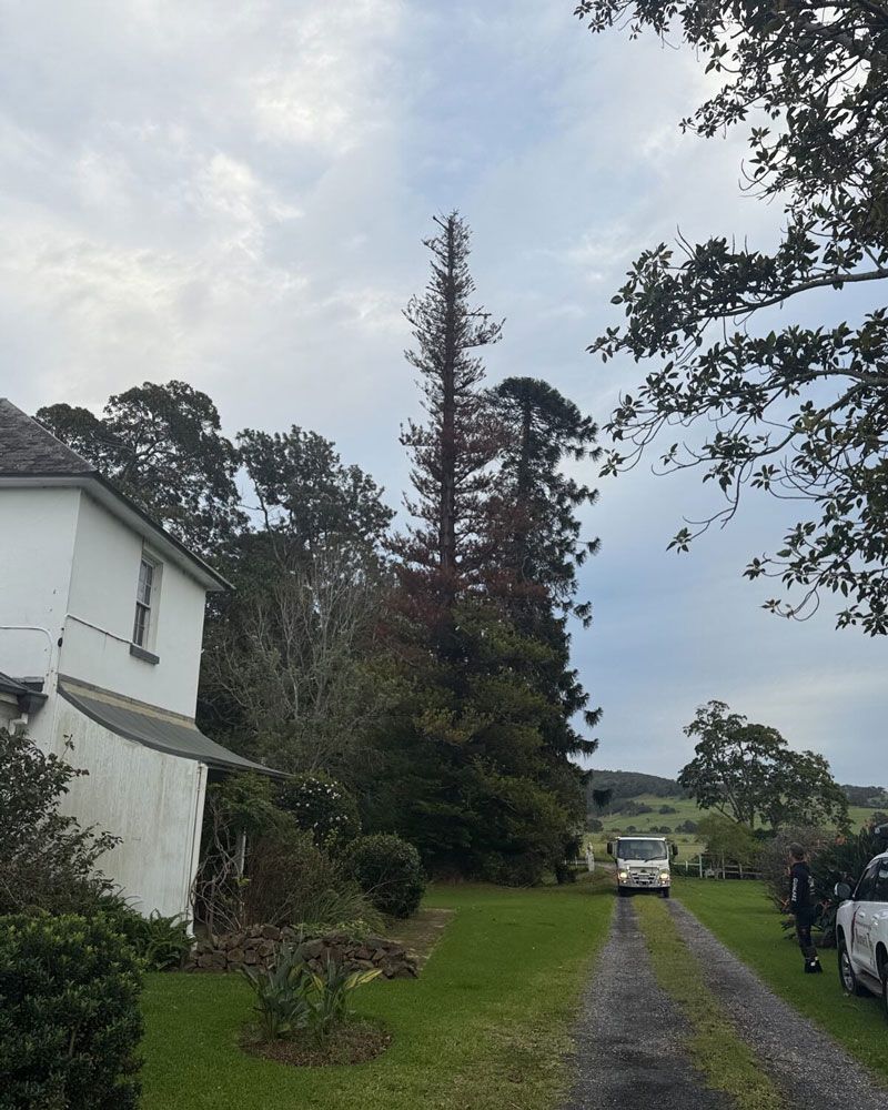 Preparing for Tree Removal