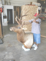 Man holding antlers, next to mounted elk head on a styrofoam base in a workshop setting.