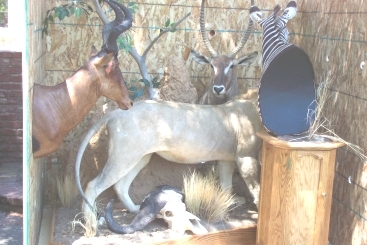 Taxidermied African animals: hartebeest, waterbuck, zebra, skull, against wood paneling.