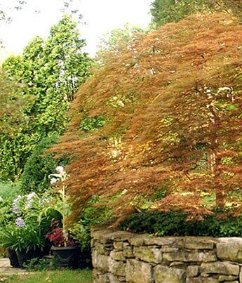 Japanese Maple Tree — Tree Care in Nashville, TN