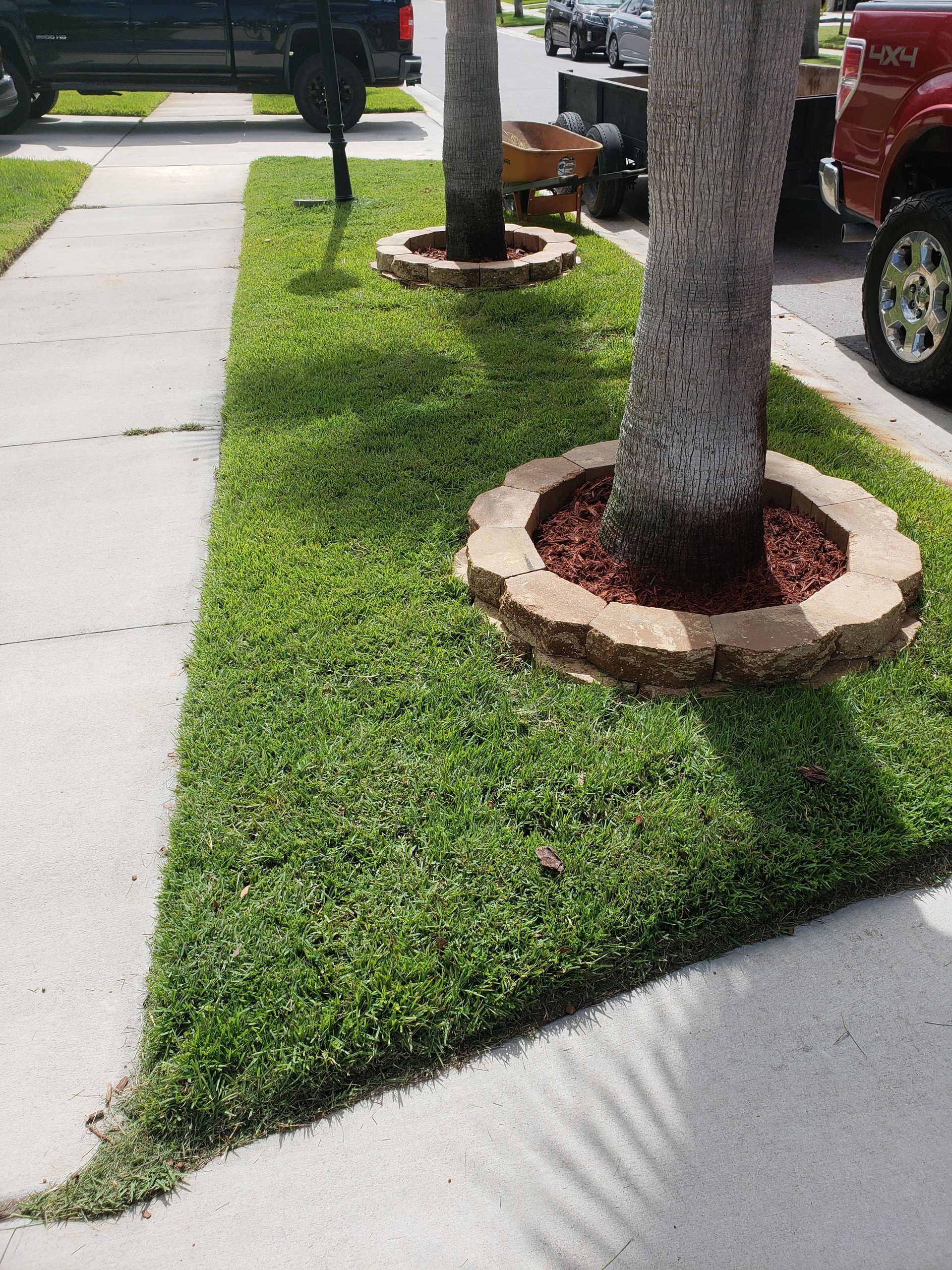 Lush green lawn with trees surrounded by mulch beds, bordering a sidewalk and driveway in front of homes.