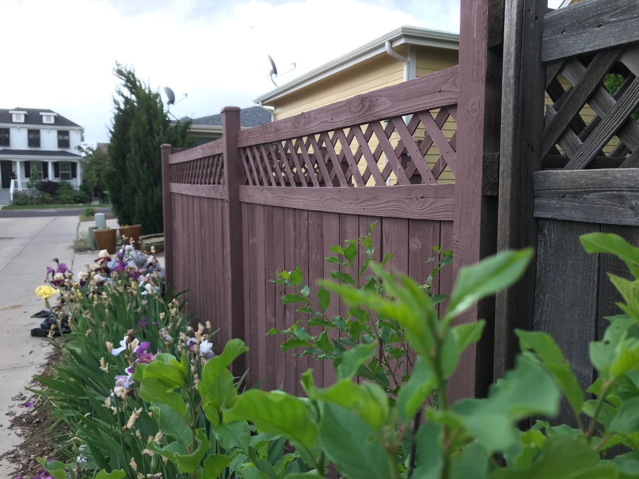 Purple fence with lattice top beside sidewalk, with flowers and houses in the background.