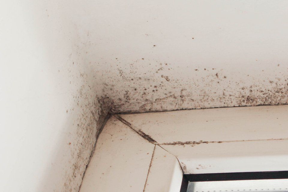 Corner of Roof covered in mould — Cleaning Services in Airlie Beach, QLD
