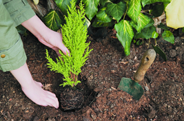 Plants being planted into a flowerbed