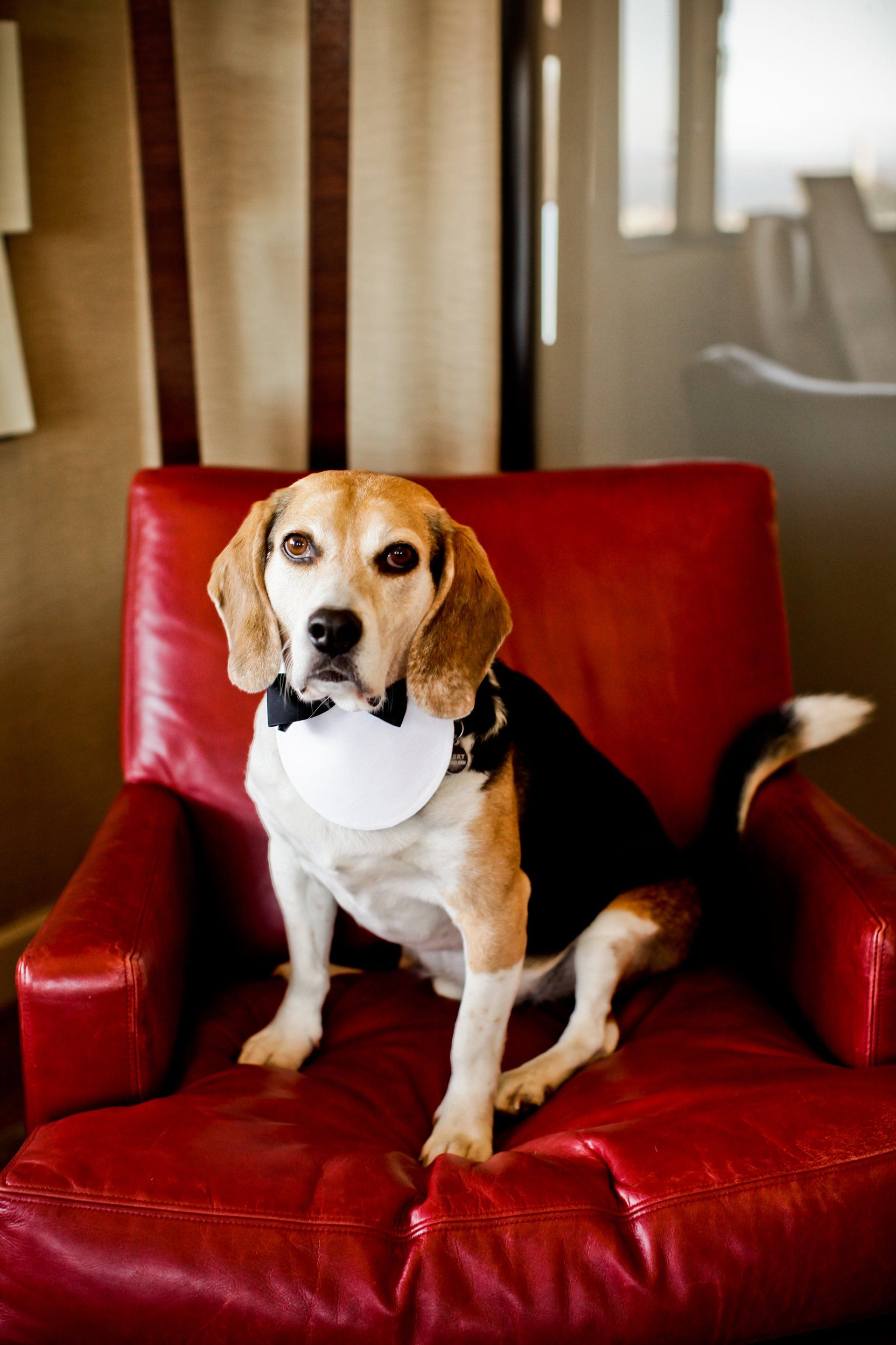 A dog wearing a tuxedo and bow tie is sitting in a red chair.