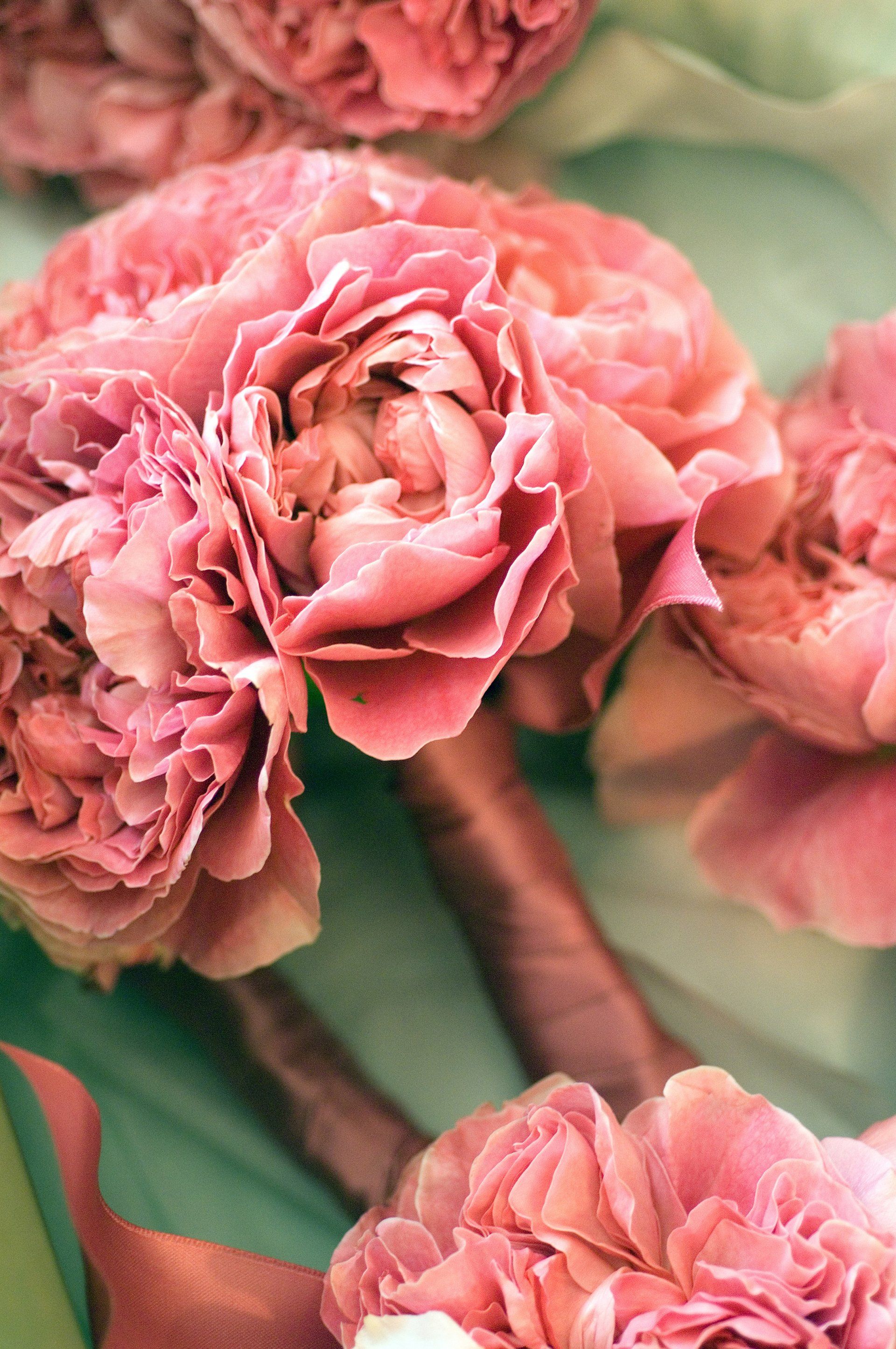 A close up of a bunch of pink flowers
