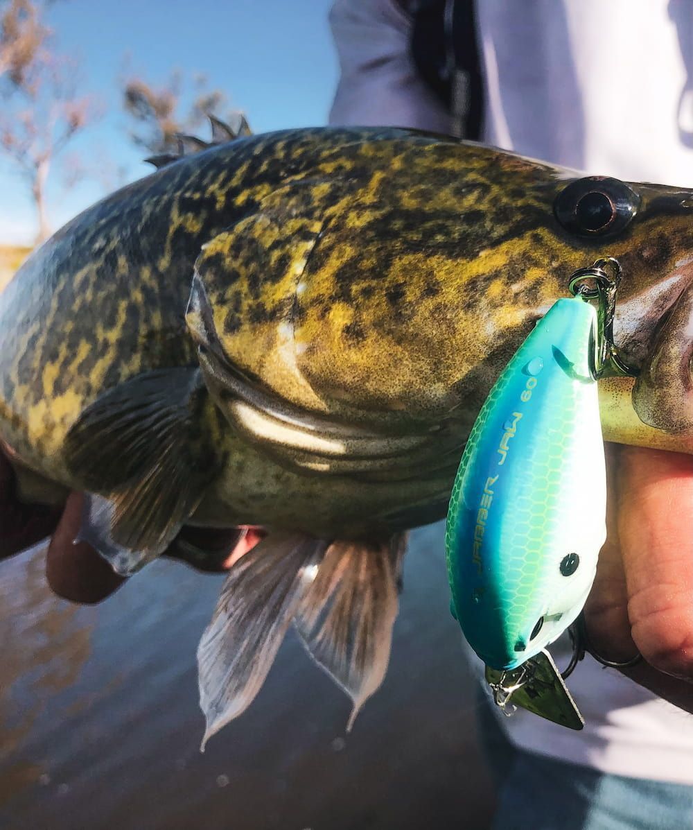 A Person Is Holding A Large Fish With A Lure In Its Mouth — Posties Caravans Boats Small Engines Inverell In Inverell, NSW