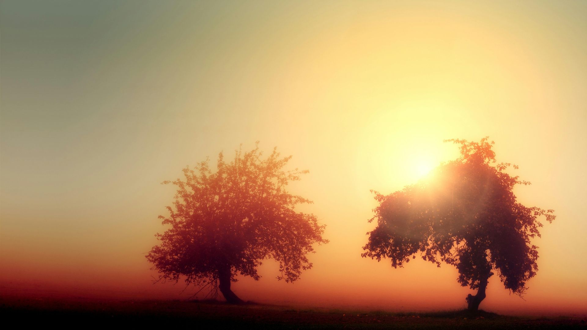 Two trees stand in silhouette against a golden, hazy sunrise.