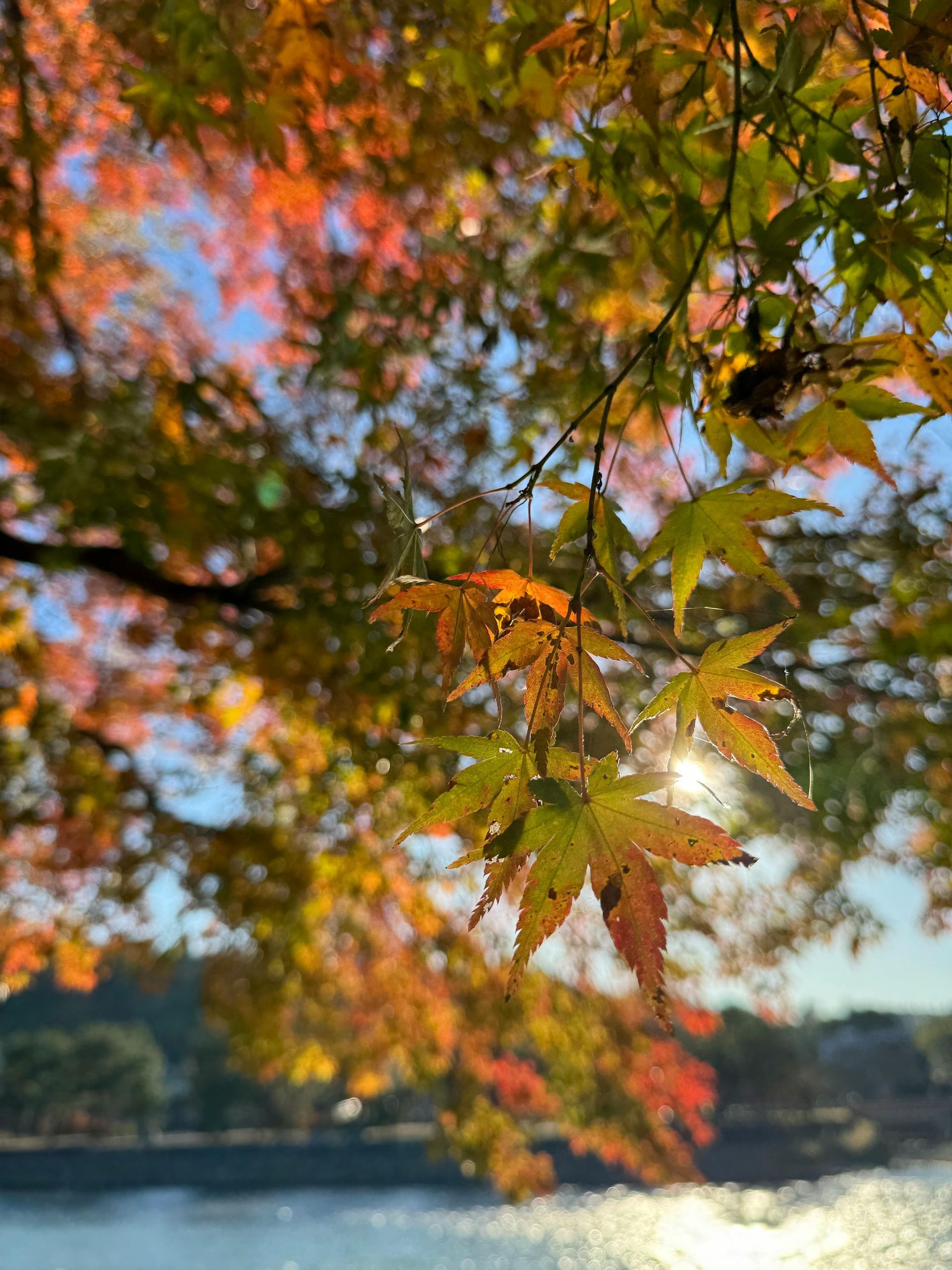 Sunlight filters through vibrant yellow and red Japanese maple leaves near a shimmering body of water.