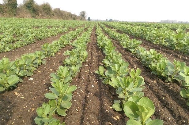 Winter bean agronomy