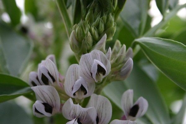 Winter bean varieties