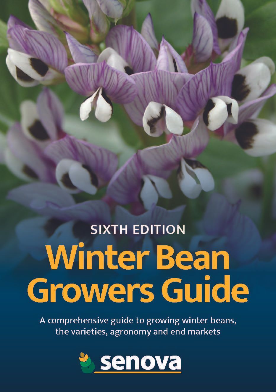 Winter bean growers guide