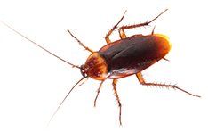 roach - pest control springfield, ma