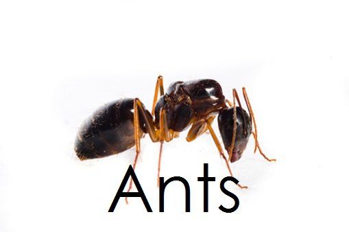 ants - pest control in Springfield, MA