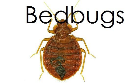 bedbugs - pest control in Springfield, MA