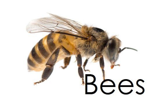bees - pest control in Springfield, MA
