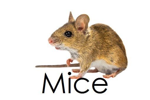 mice - pest control in Springfield, MA