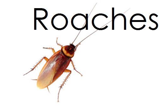 roaches - pest control in Springfield, MA
