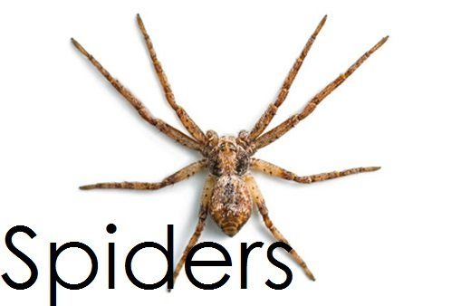 spiders - pest control in Springfield, MA