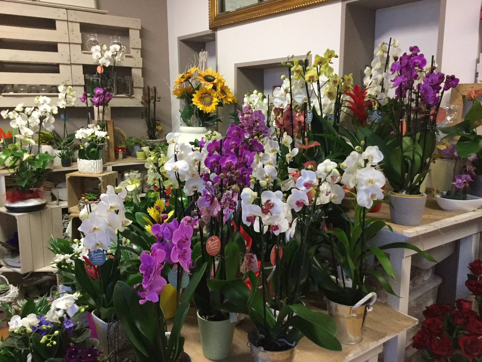 vendita piante da interni