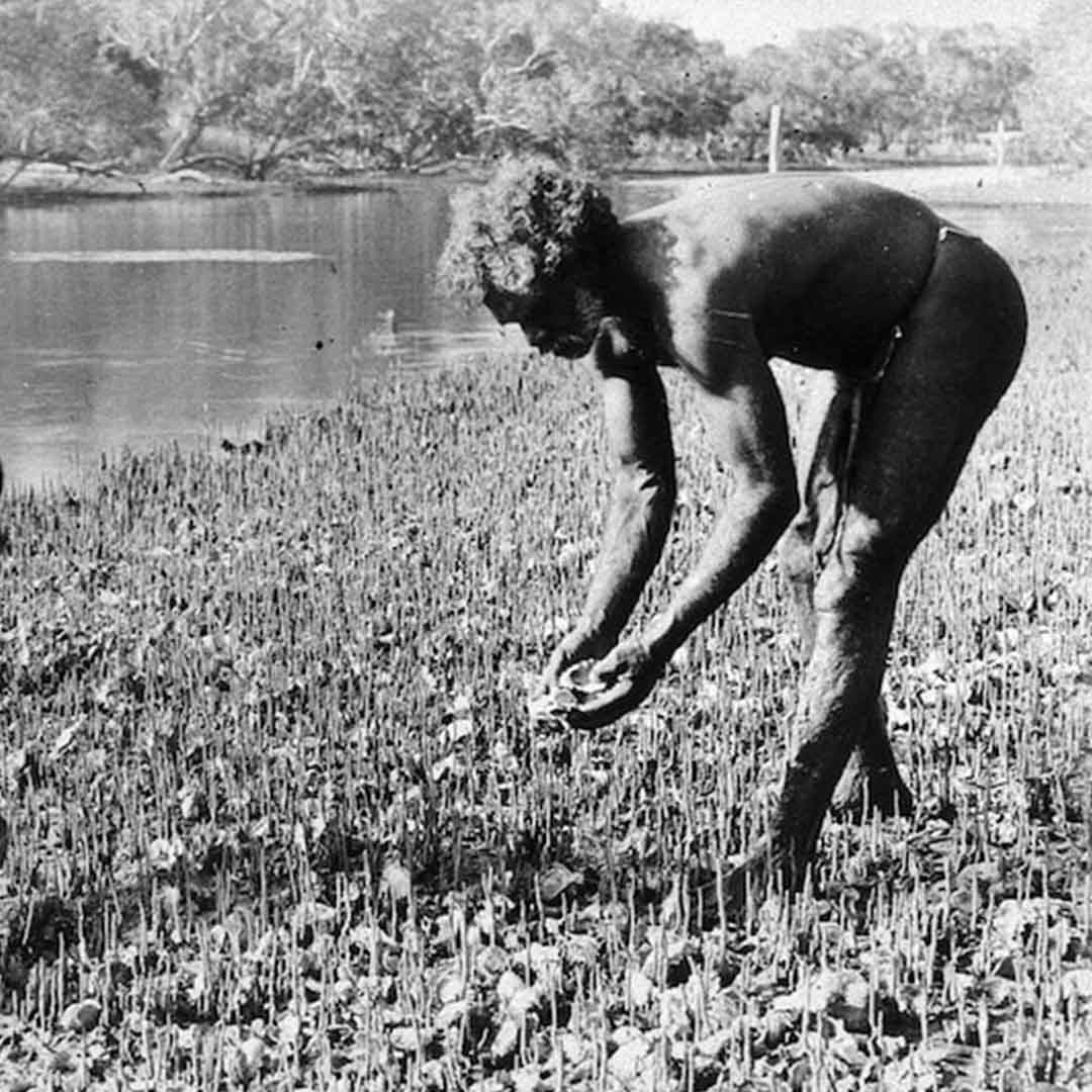 Saccostrea glomerata - Sydney Rock Oyster